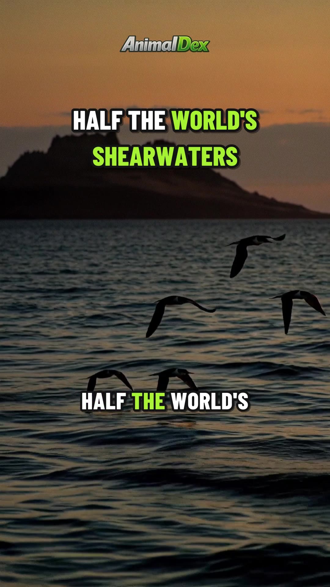 Animals in Wales: Half the World's Shearwaters and a Kite Comeback