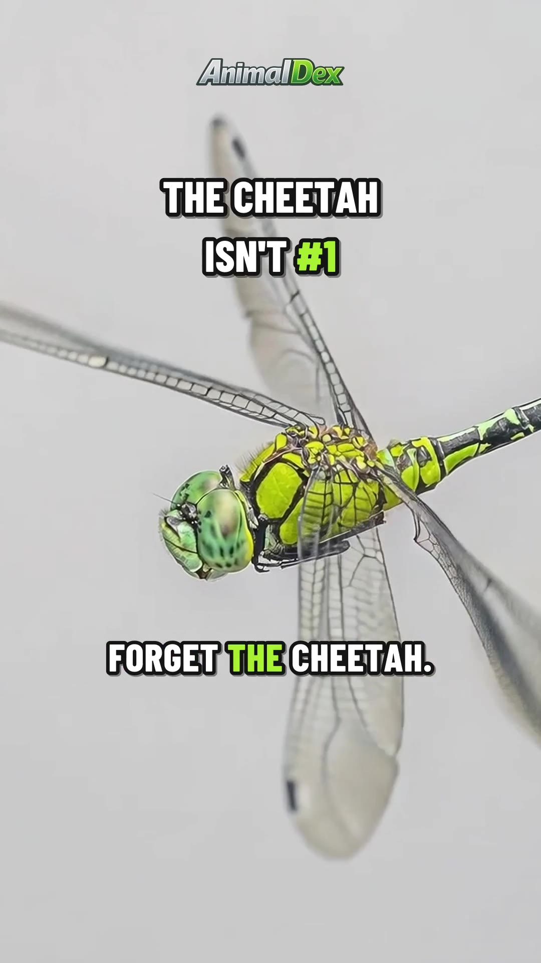The Most Agile Animal Has No Bones