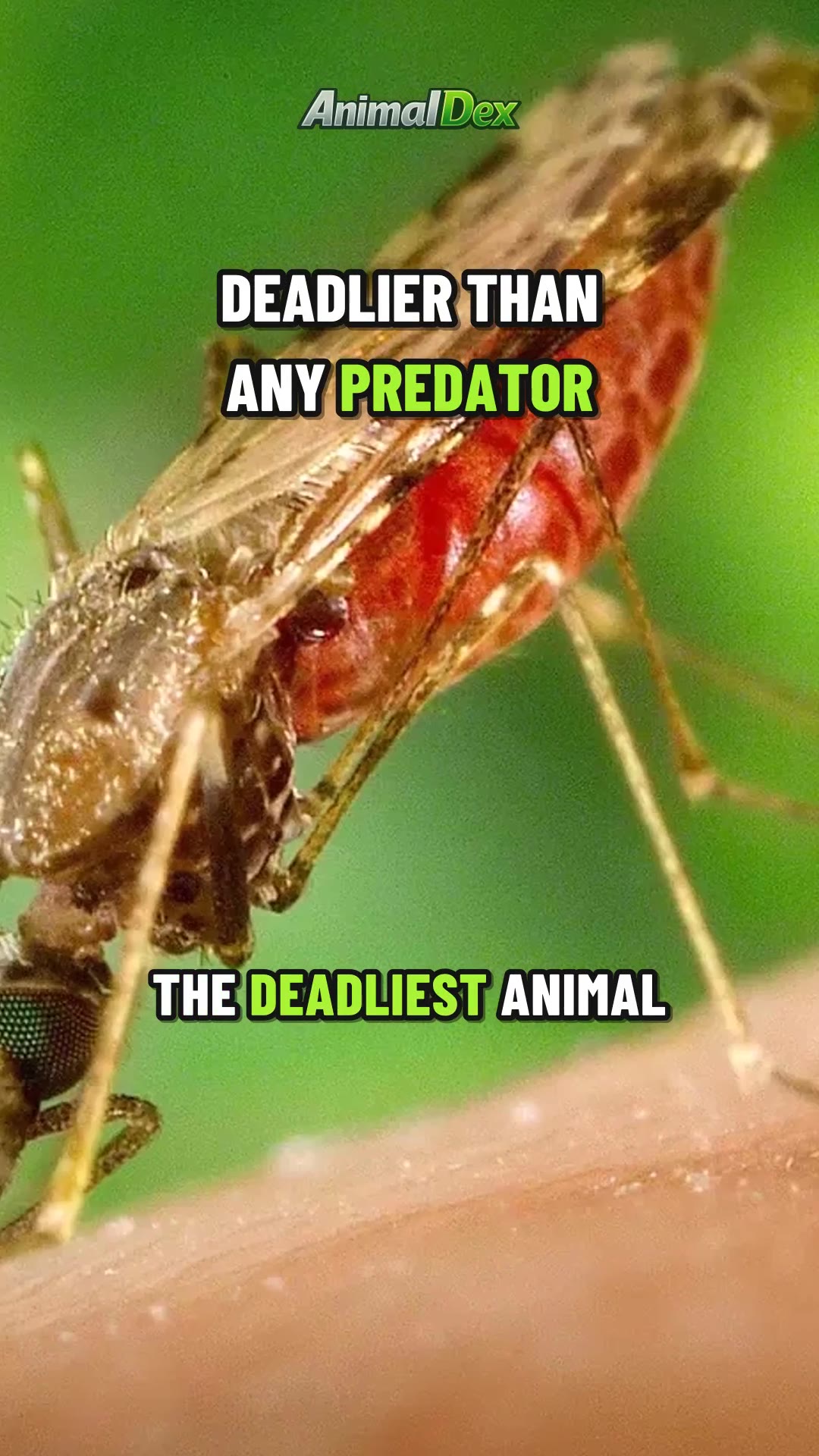 The Deadliest Animal Isn't a Shark