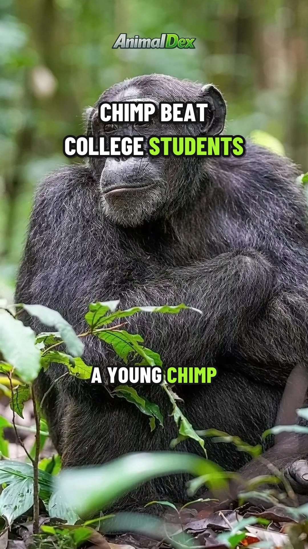 A Chimp Beat College Students. It's Still Not #1.