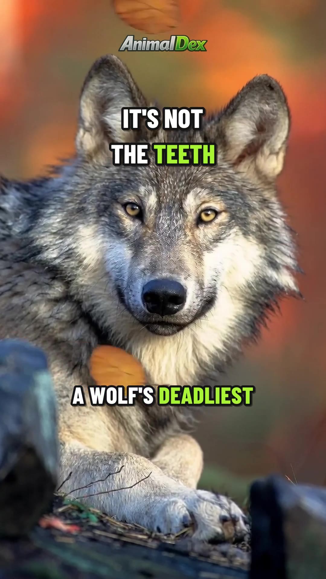 A Wolf's Deadliest Weapon Isn't Its Teeth