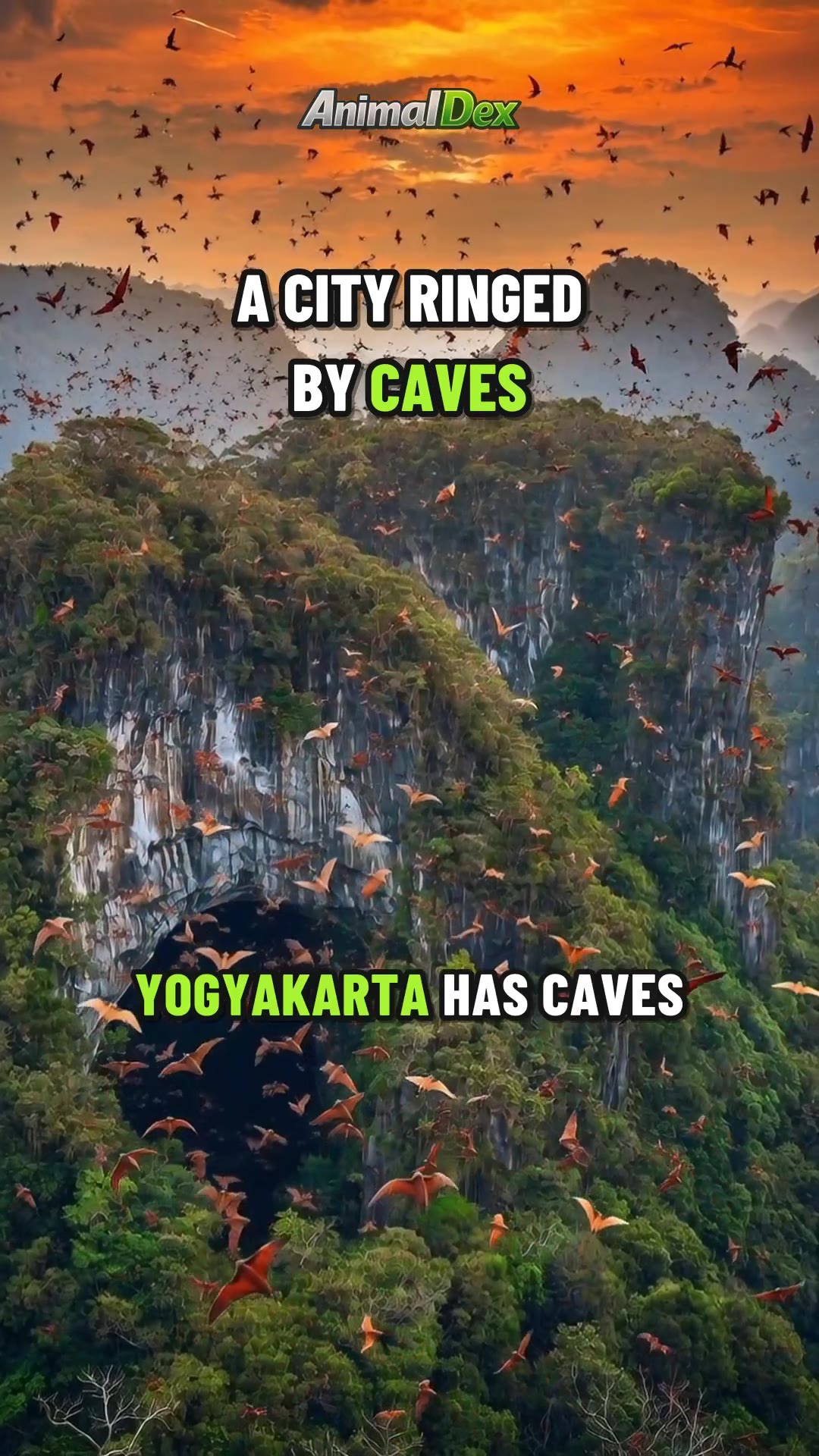 Yogyakarta's Wild Edges: Bats, Turtles and Macaques