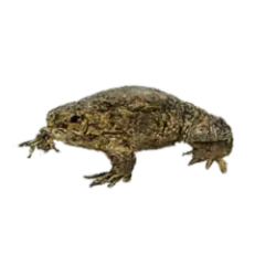 African Clawed Frog (Xenopus laevis) thumbnail image on AnimalDex