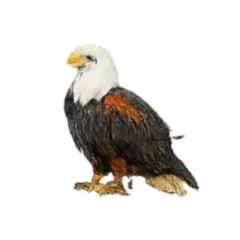 African Fish Eagle (Haliaeetus vocifer) thumbnail image on AnimalDex