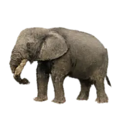 African Forest Elephant (Loxodonta cyclotis) thumbnail image on AnimalDex