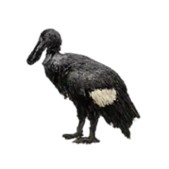 African Openbill (Anastomus lamelligerus) thumbnail image on AnimalDex