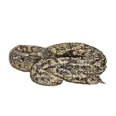 African Rock Python (Python sebae) thumbnail image on AnimalDex