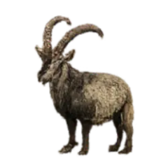 Alpine Ibex (Capra ibex) thumbnail image on AnimalDex