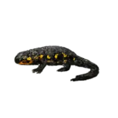 Alpine Salamander (Salamandra atra) thumbnail image on AnimalDex