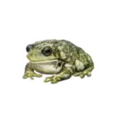 Amazon Milk Frog (Trachycephalus resinifictrix) thumbnail image on AnimalDex