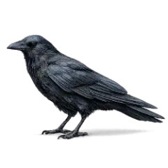 American Crow (Corvus brachyrhynchos) thumbnail image on AnimalDex