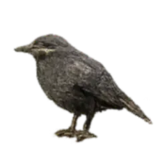 American Dipper (Cinclus mexicanus) thumbnail image on AnimalDex