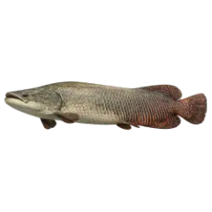Arapaima (Arapaima gigas) thumbnail image on AnimalDex