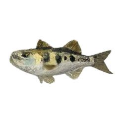 Archerfish (Toxotes jaculatrix) thumbnail image on AnimalDex