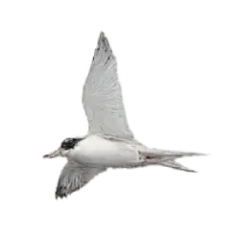Arctic Tern (Sterna paradisaea) thumbnail image on AnimalDex