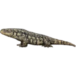 Argentine Black and White Tegu (Salvator merianae) thumbnail image on AnimalDex