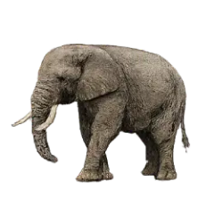 Asian Elephant (Elephas maximus) thumbnail image on AnimalDex