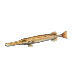 Atlantic Trumpetfish (Aulostomus maculatus) thumbnail image on AnimalDex