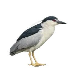 Black-crowned Night Heron (Nycticorax nycticorax) thumbnail image on AnimalDex