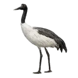 Black-necked Crane (Grus nigricollis) thumbnail image on AnimalDex