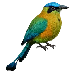 Blue-crowned Motmot (Momotus coeruliceps) thumbnail image on AnimalDex