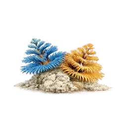 Christmas Tree Worm (Spirobranchus giganteus) thumbnail image on AnimalDex