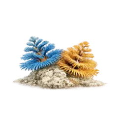 Christmas Tree Worm (Spirobranchus giganteus) thumbnail image on AnimalDex