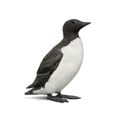Common Murre (Uria aalge) thumbnail image on AnimalDex