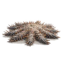 Crown-of-thorns Starfish (Acanthaster planci) thumbnail image on AnimalDex
