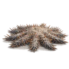 Crown-of-thorns Starfish (Acanthaster planci) thumbnail image on AnimalDex