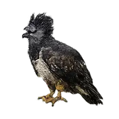 Crowned Eagle (Stephanoaetus coronatus) thumbnail image on AnimalDex