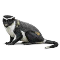Diana Monkey (Cercopithecus diana) thumbnail image on AnimalDex