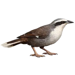 Grey-crowned Babbler (Pomatostomus temporalis) thumbnail image on AnimalDex