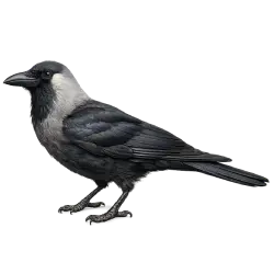 House Crow (Corvus splendens) thumbnail image on AnimalDex