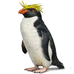 Macaroni Penguin (Eudyptes chrysolophus) thumbnail image on AnimalDex