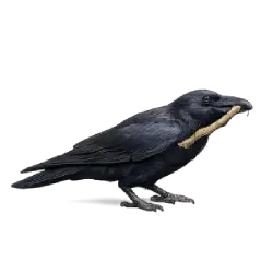 New Caledonian Crow (Corvus moneduloides) thumbnail image on AnimalDex