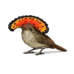 Royal Flycatcher (Onychorhynchus coronatus) thumbnail image on AnimalDex
