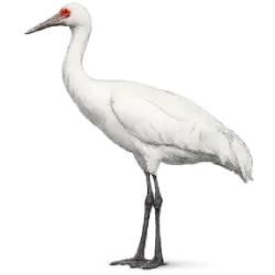 Whooping Crane (Grus americana) thumbnail image on AnimalDex