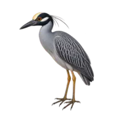 Yellow-crowned Night Heron (Nyctanassa violacea) thumbnail image on AnimalDex